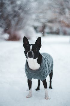 Adorable Boston Terrier wearing a cozy sweater in a snowy winter landscape.
