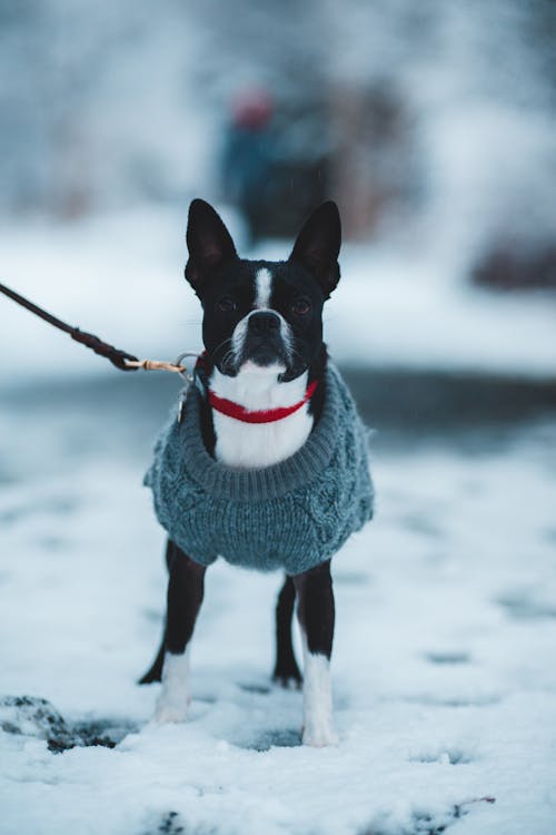 Kurzbeschichteter Schwarzweiss Hund, Der Blauen Pullover Auf Schneebedecktem Boden Trägt