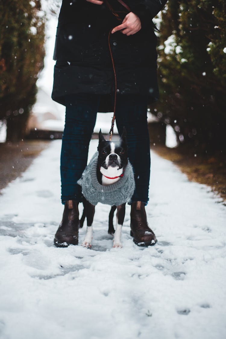 Person In Black Coat Carrying Black And White Boston Terrier On Snow Covered Ground