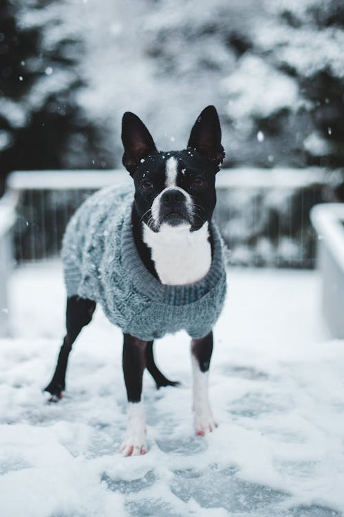 Black and White Short Coated Dog on Snow Covered Ground