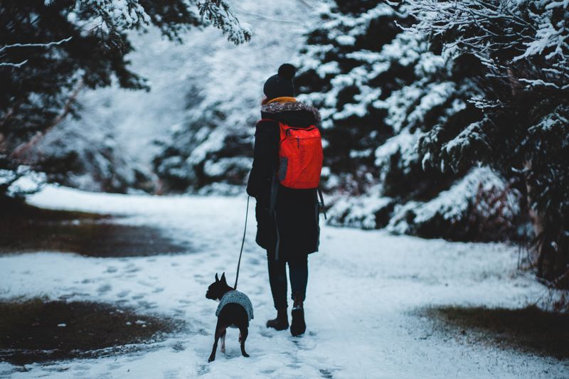 A person walks a dog along a snowy forest path