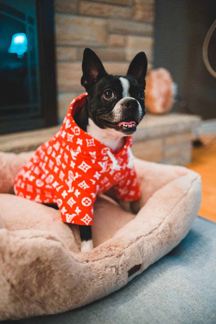 French Bulldog In Bright Clothes Resting On Dog Bed At Home