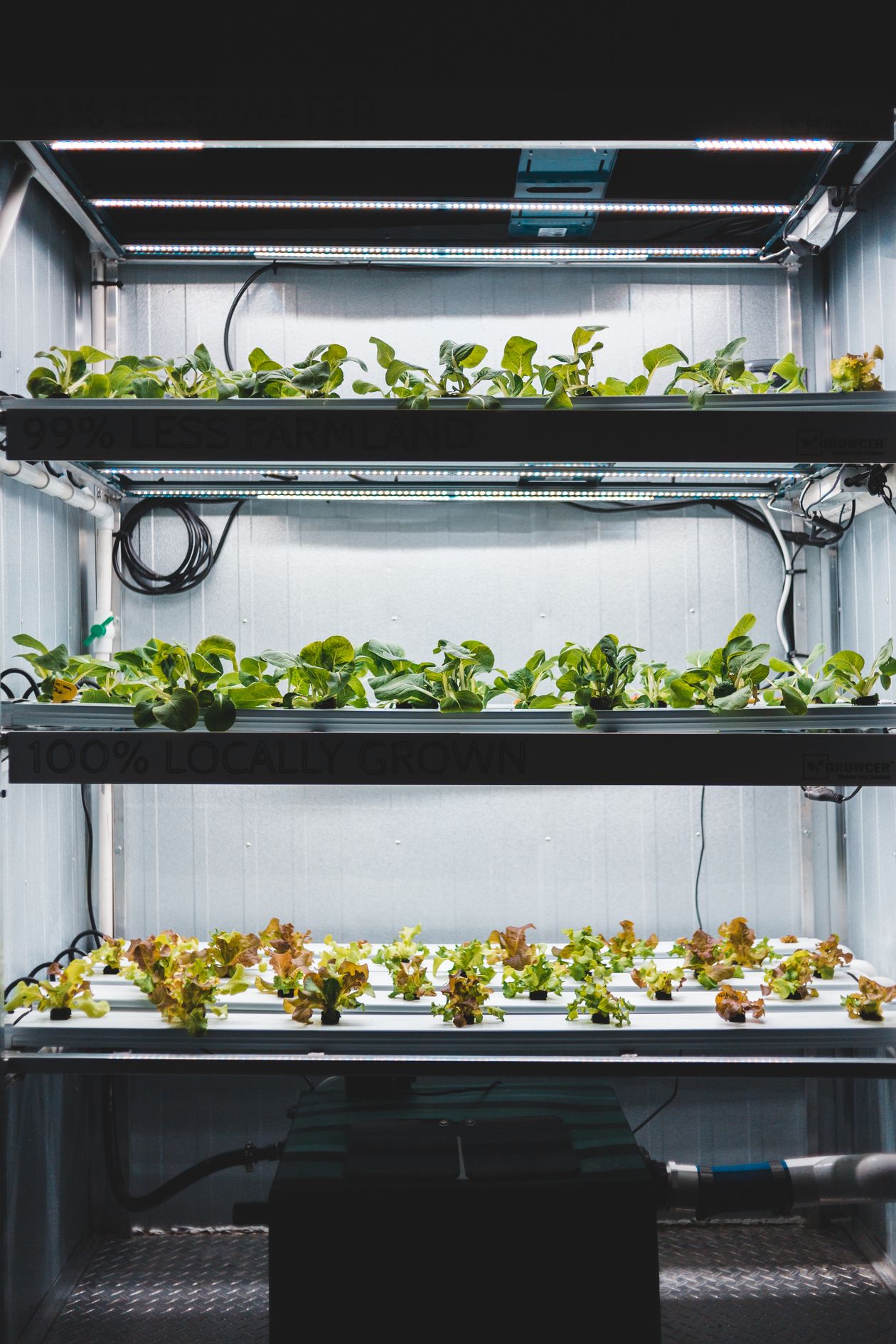 High-tech indoor hydroponic system with rows of leafy greens growing under LED grow lights
