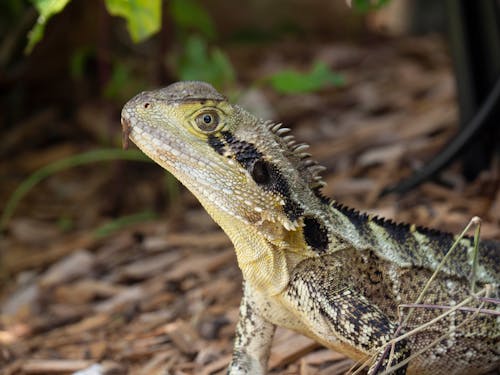 Imagine de stoc gratuită din a închide, animal, animal de casă