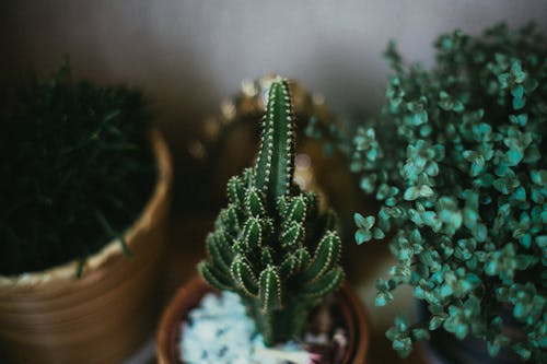Green Cactus Plant on Brown Clay Pot