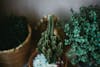 Free Green Cactus Plant on Brown Clay Pot Stock Photo