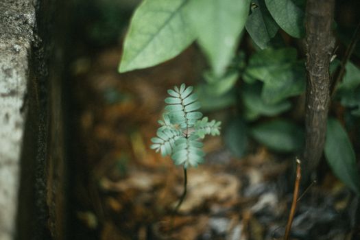 Close-up of a small green plant with blurred background in an outdoor setting, showcasing nature's beauty.