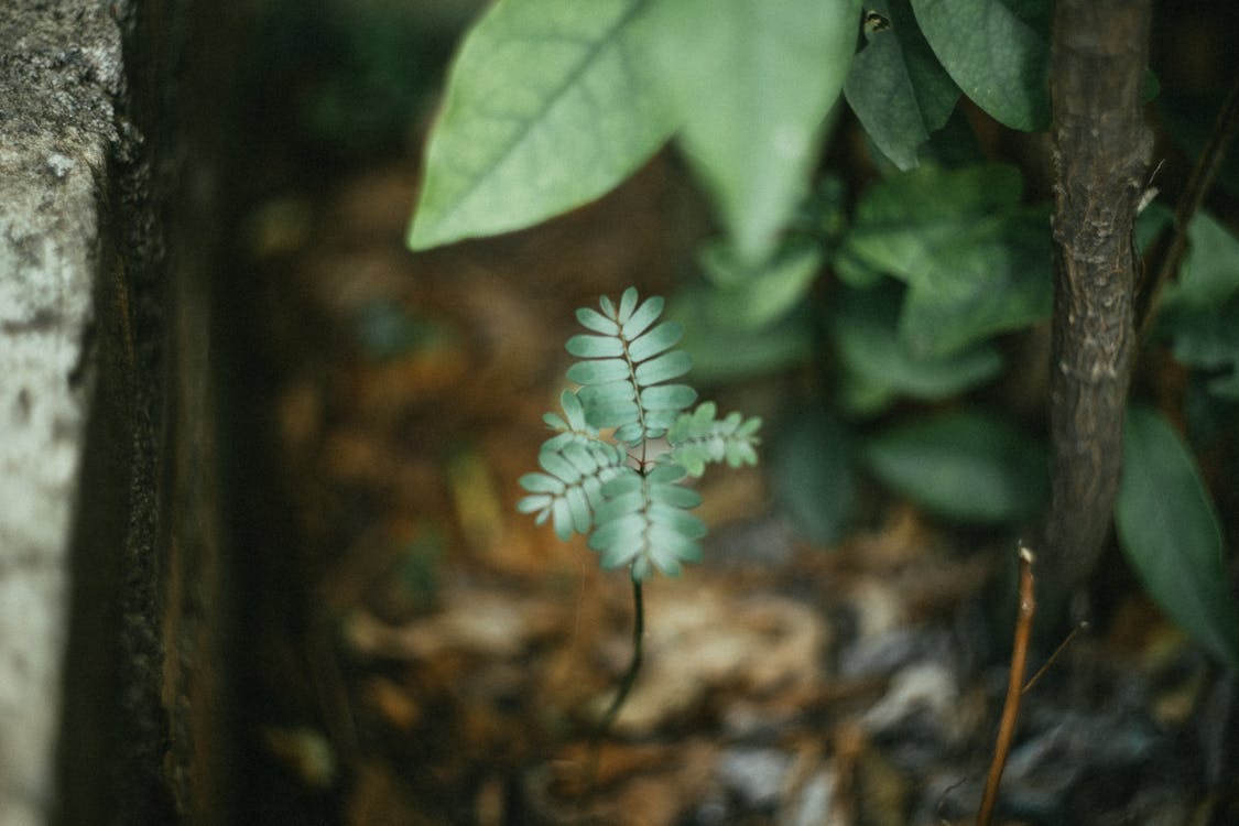 Free A Small Green Leafy Plant  Stock Photo