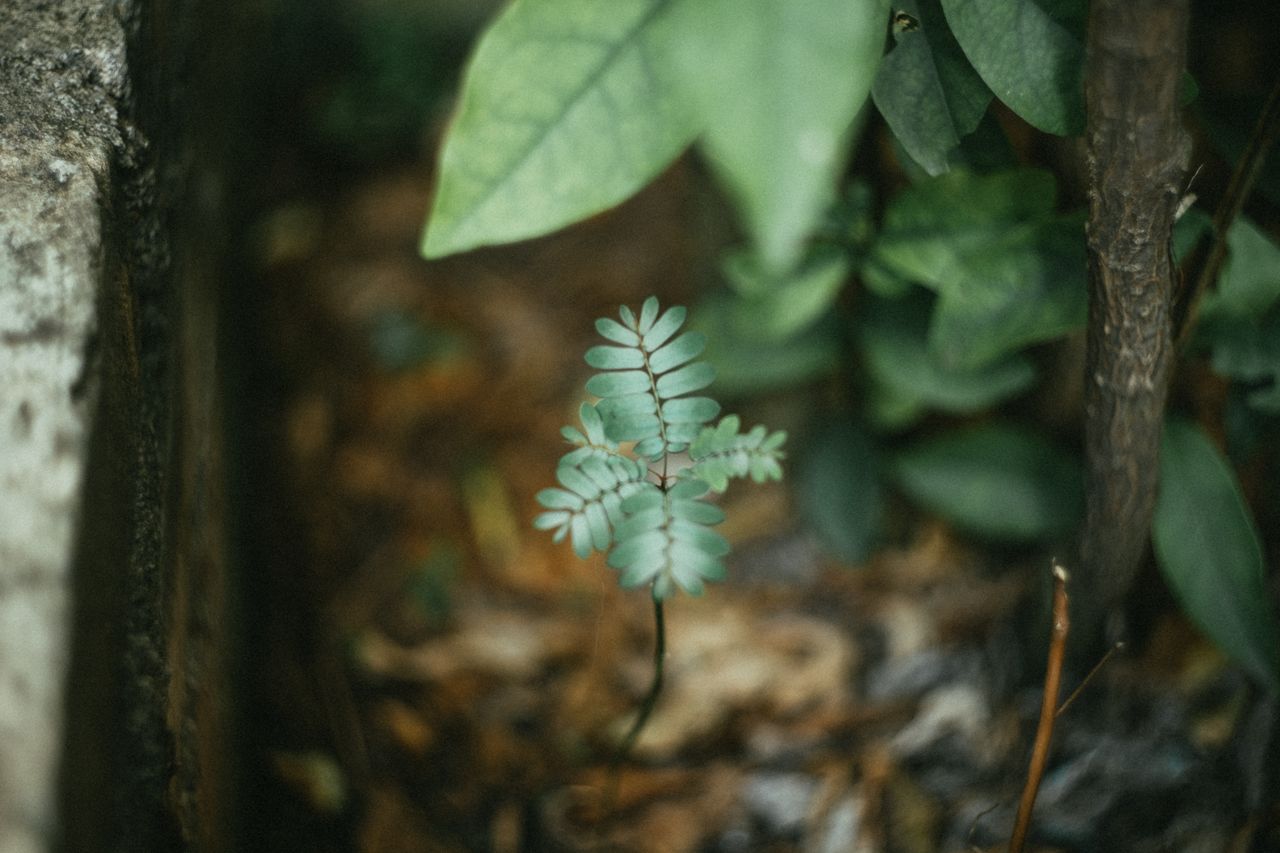 close up of a small green plant with blurred background in an outdoor