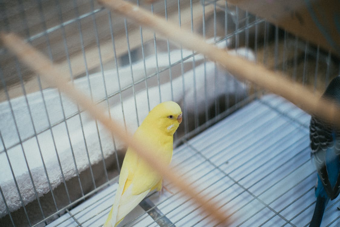 Free Yellow Bird In A Cage Stock Photo