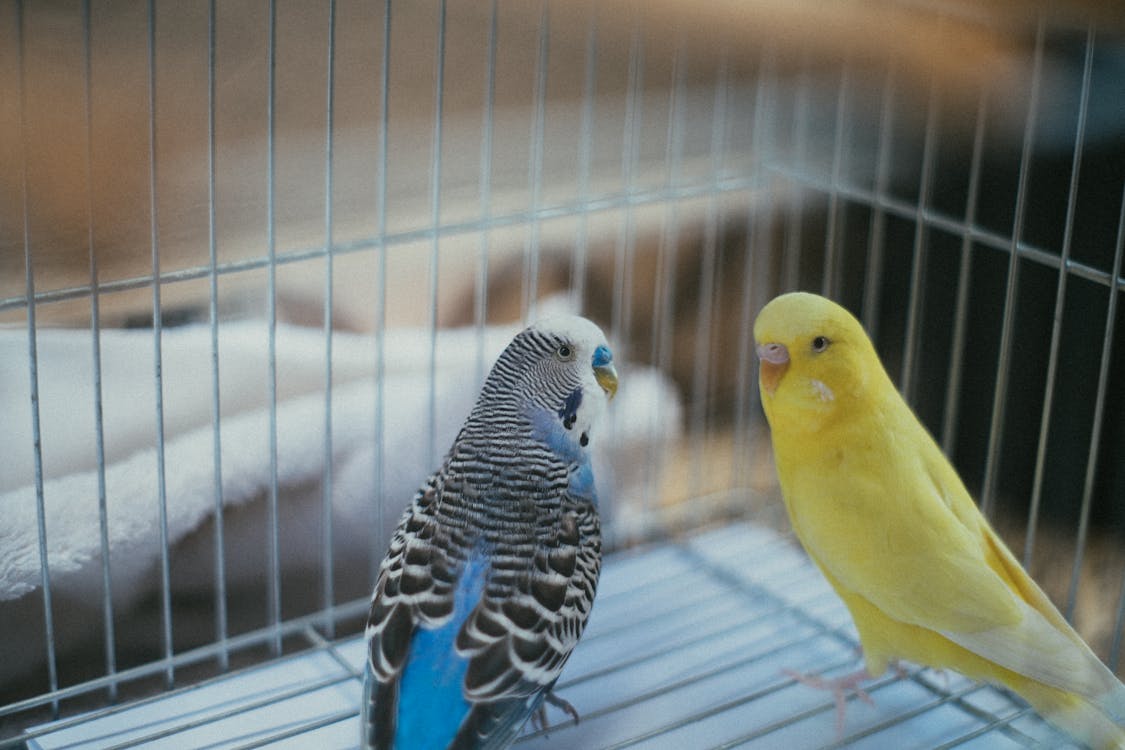 Free Yellow and Blue Birds Inside A Cage Stock Photo