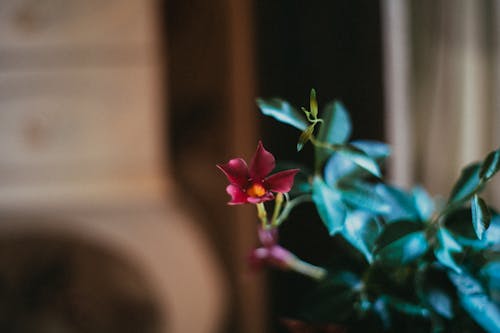 Free Pink Flower With Green Leaves Stock Photo