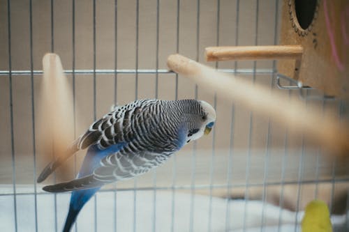 Blue and White Bird Inside A Cage