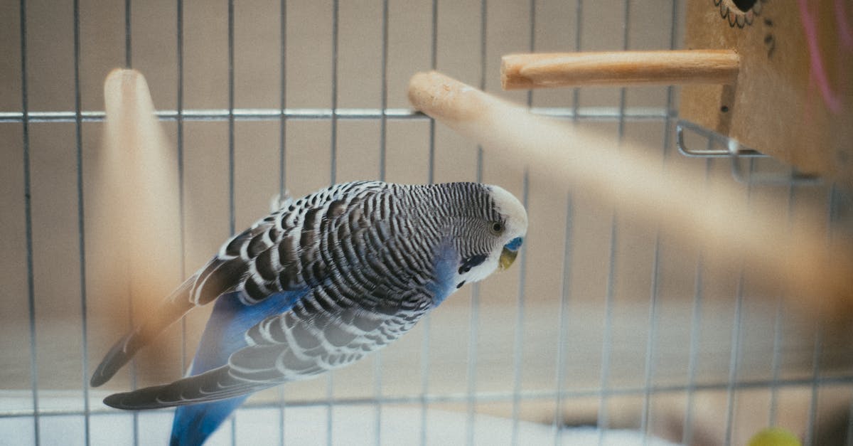 Blue and White Bird Inside A Cage