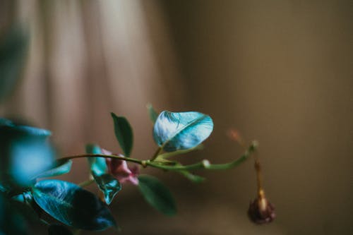 Free stock photo of árvore flor, árvores verdes, folha