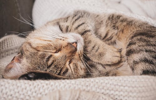 Free Cat sleeping on blanket on sofa Stock Photo