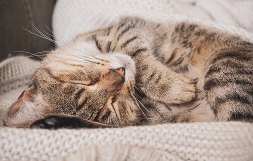 Free Cute fluffy cat sleeping peacefully on soft knitted blanket on sofa at home Stock Photo