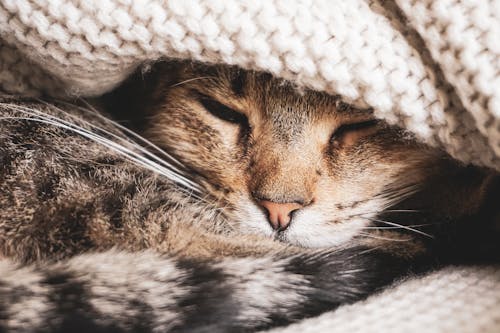 Brown Tabby Cat in White Knit Hat