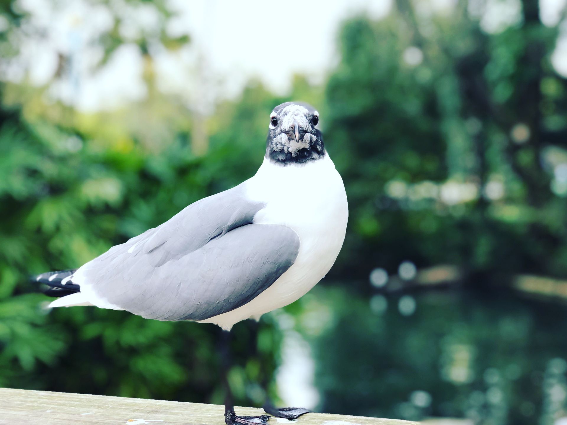 A Laughing Gull perched outdoors in Tampa during summer, showcasing its black head and white body.