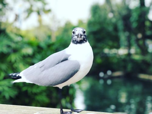 Free A Laughing Gull perched outdoors in Tampa during summer, showcasing its black head and white body. Stock Photo