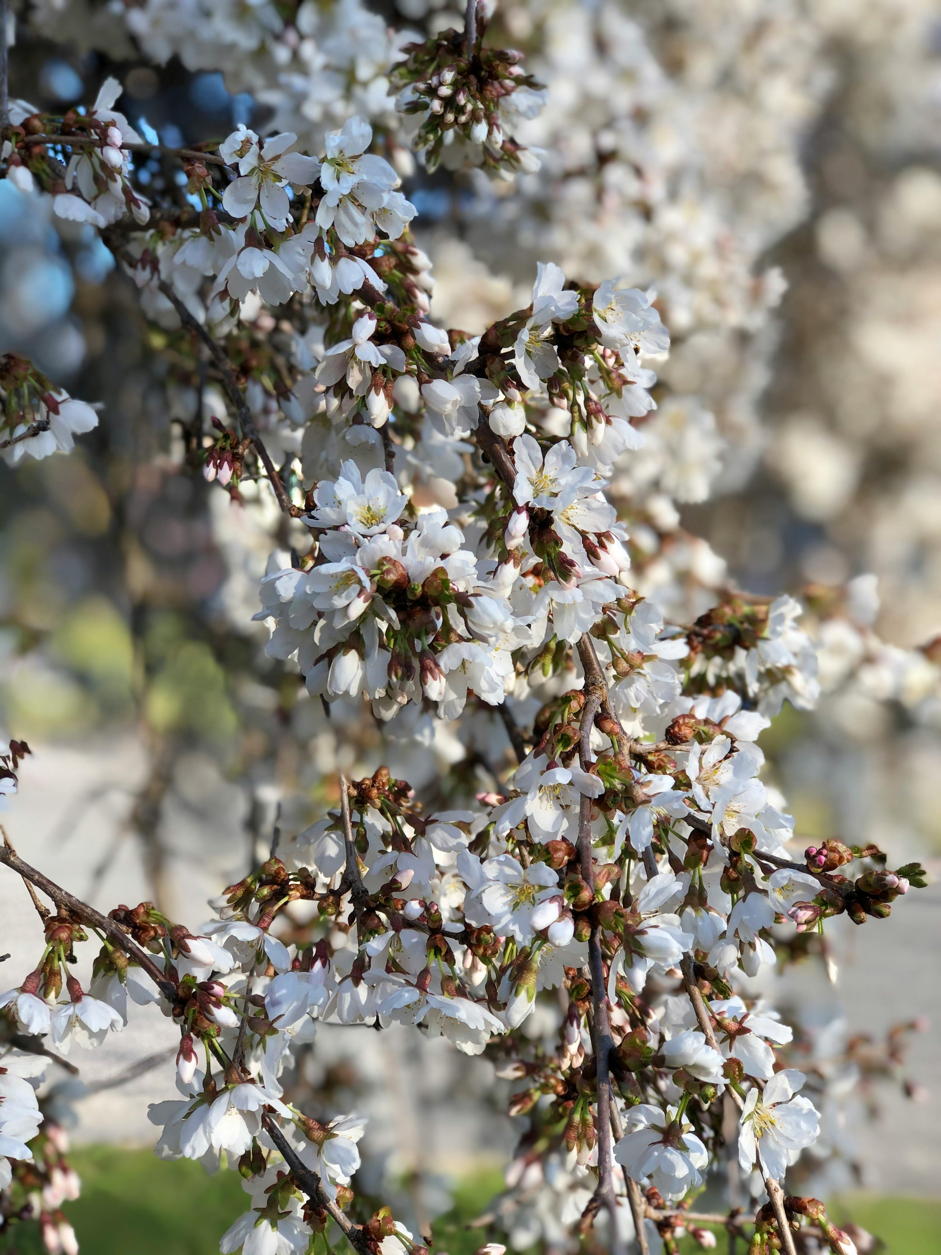 特写镜头捕捉了樱花盛开的惊艳瞬间，尽显春天的精致美丽
