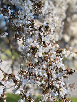 特写镜头捕捉了樱花盛开的惊艳瞬间，尽显春天的精致美丽