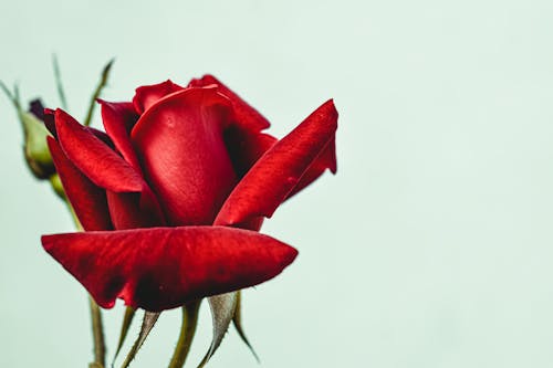 Bright red rose with wavy petals on light background