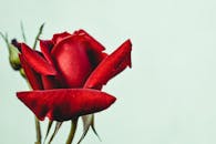 浅色背景下，一株充满活力的红玫瑰特写，精致花瓣尽显