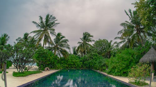 Green Palm Trees Near Swimming Pool