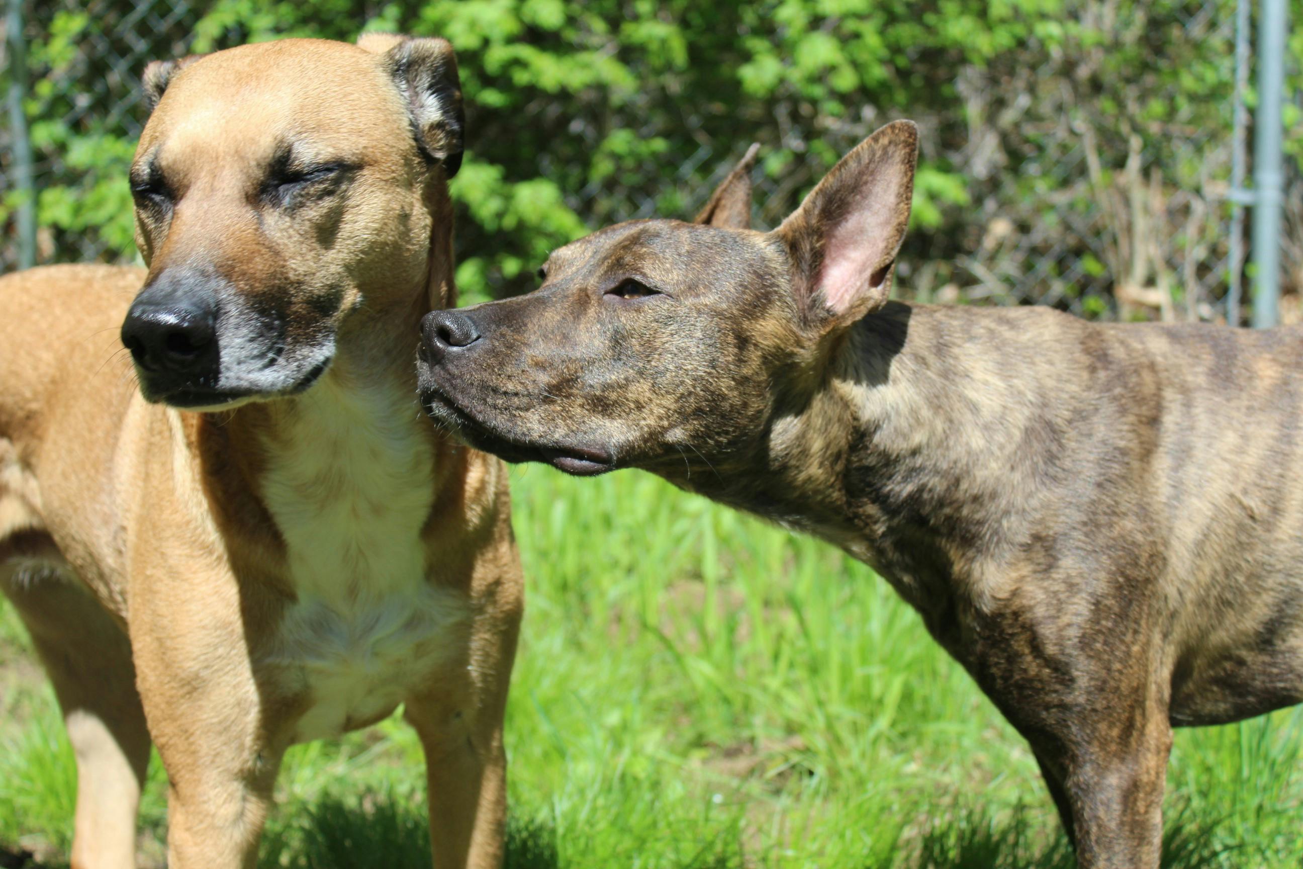 Free stock photo of black mouth cur, Pitbull mix, pittie