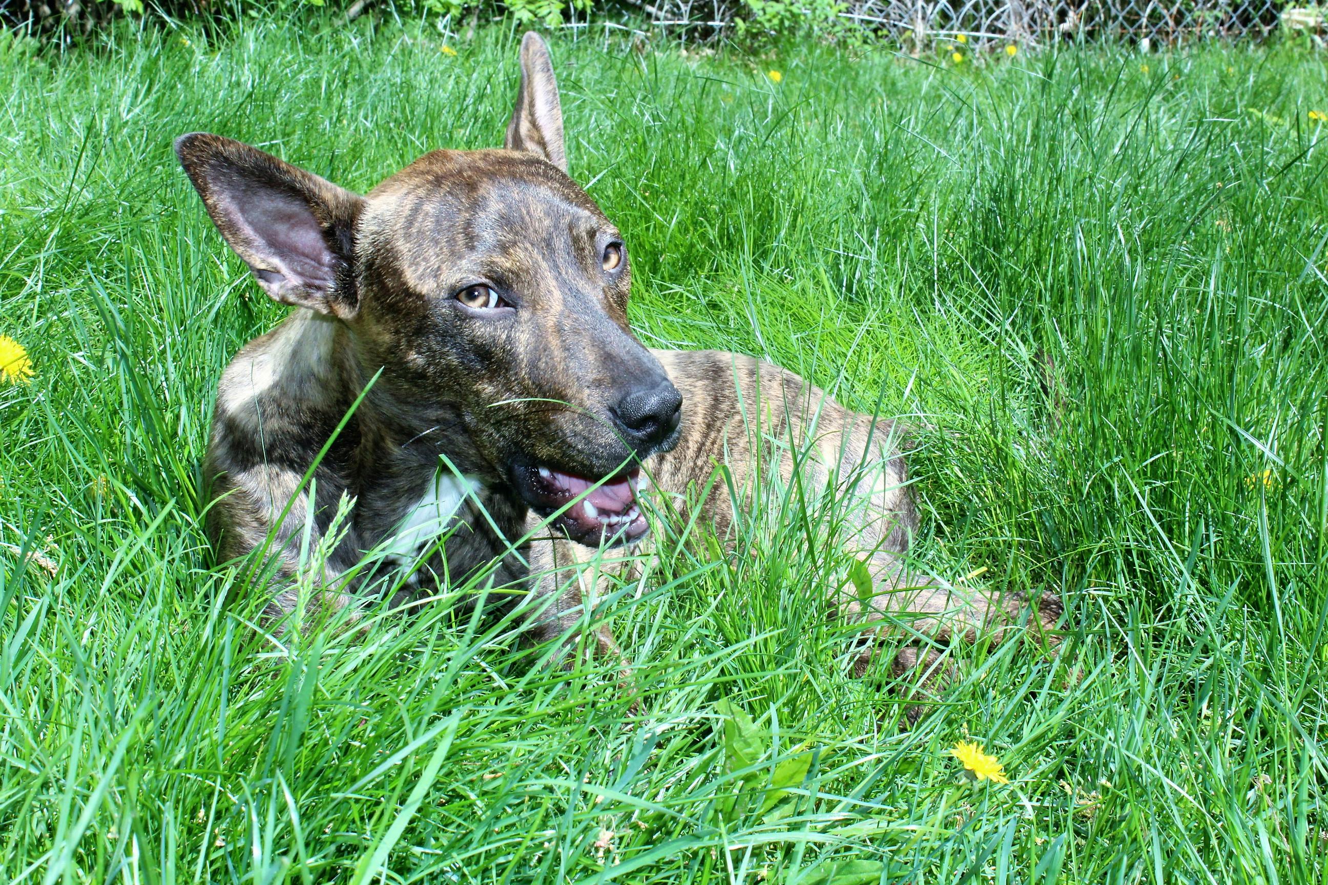 Free stock photo of dog, grass, happy