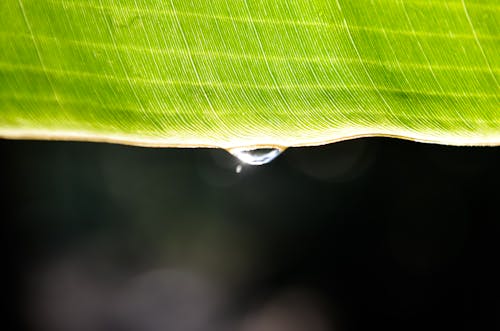 Free stock photo of drop of water