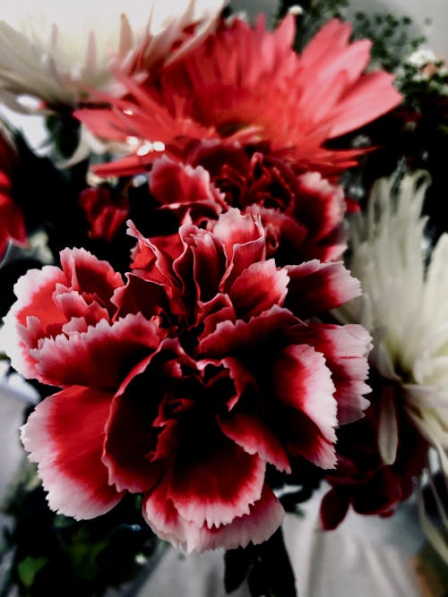 Free Red Carnation Flowers Stock Photo
