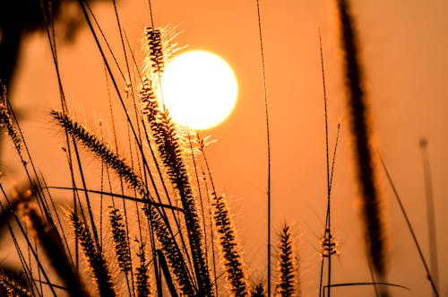 Základová fotografie zdarma na téma večerní slunce