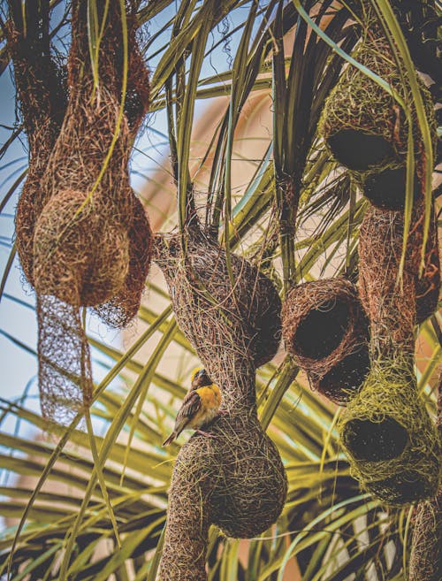 Baya Weaver Bird Perching on Nest