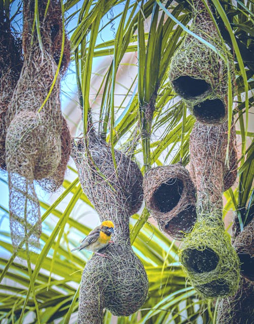 Free Baya Weaver Bird on his Hanging Nest Stock Photo