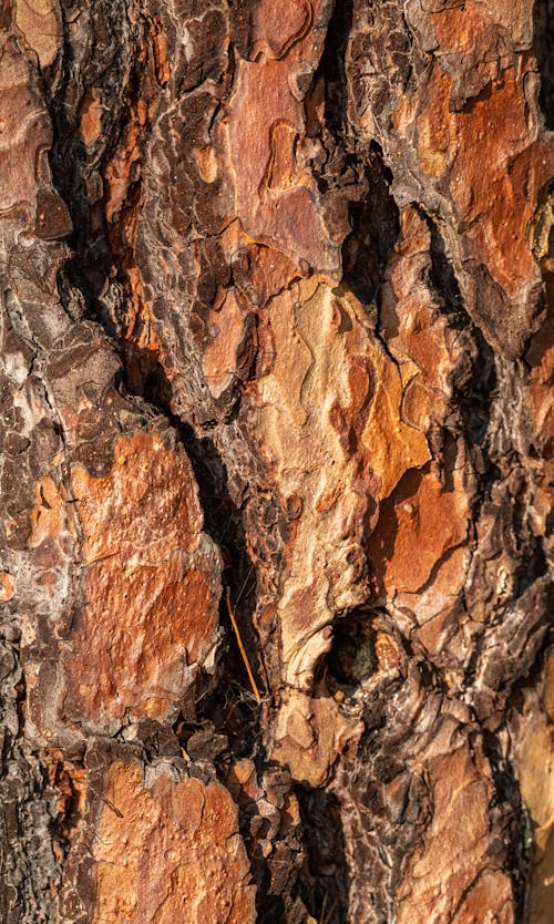 Abstract background of rough vivid bark with cracked of tree trunk brightly lit by sun