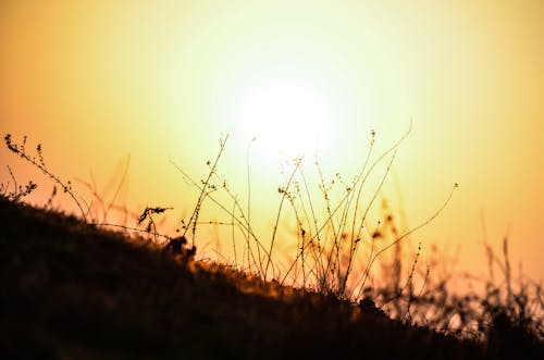 Foto profissional grátis de raio de sol