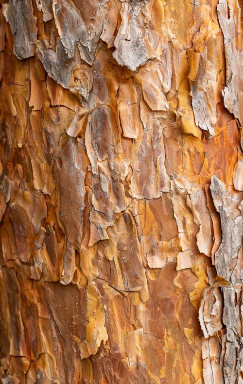 Abstract background of vivid orange bark of pine tree covered with cracks and dry scales