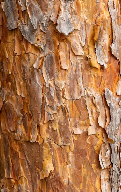 How to spot petrified wood