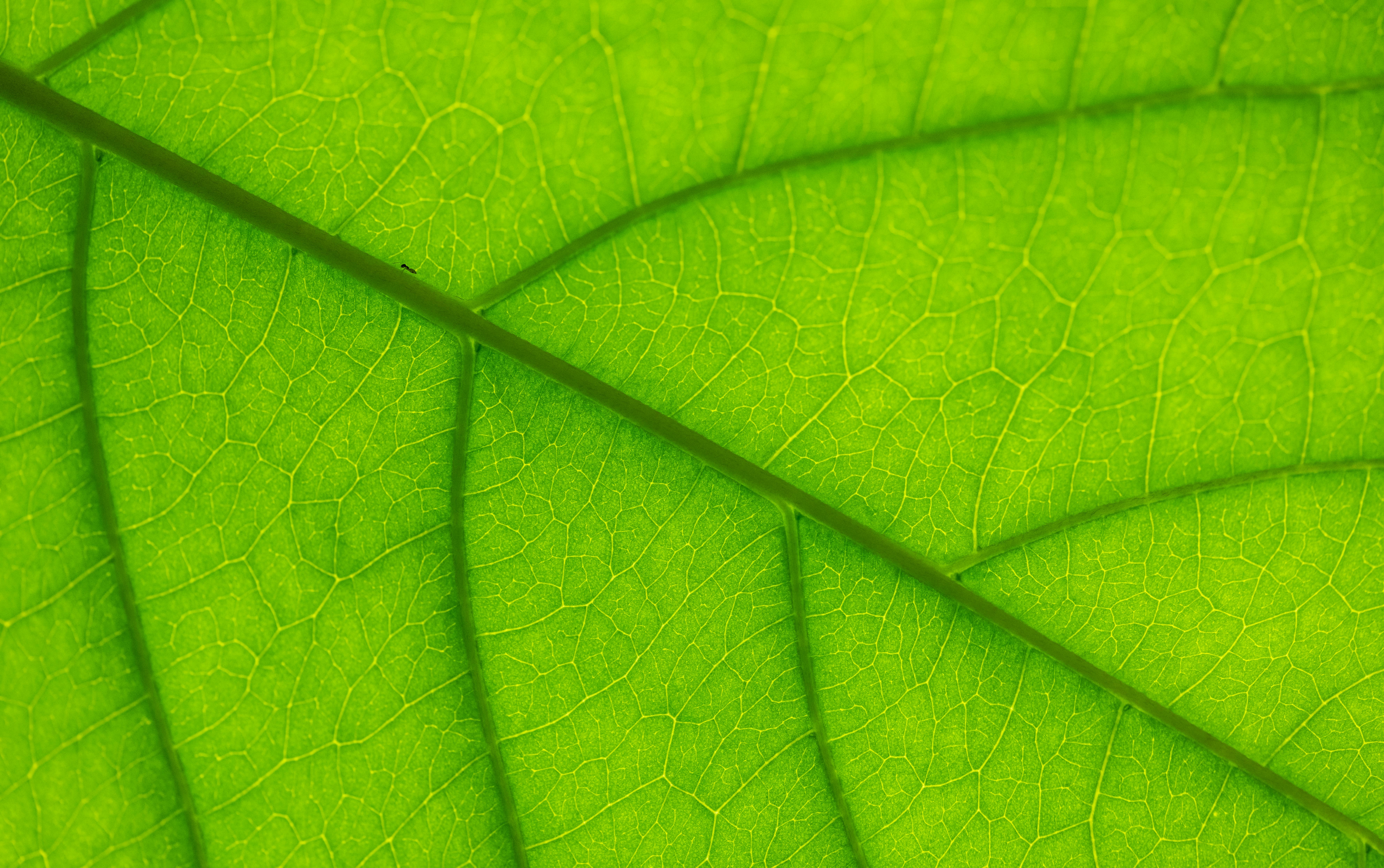  Macro  Photography  of Green Leaf   Free Stock Photo 