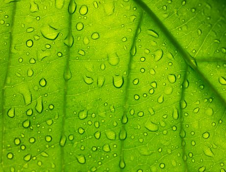 Water Droplets on Green Leaf