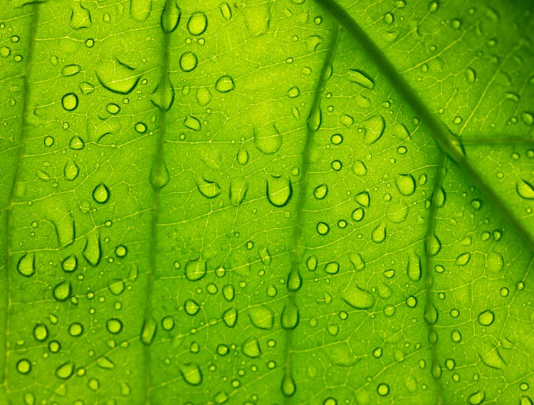 Water Droplets On Green Leaf