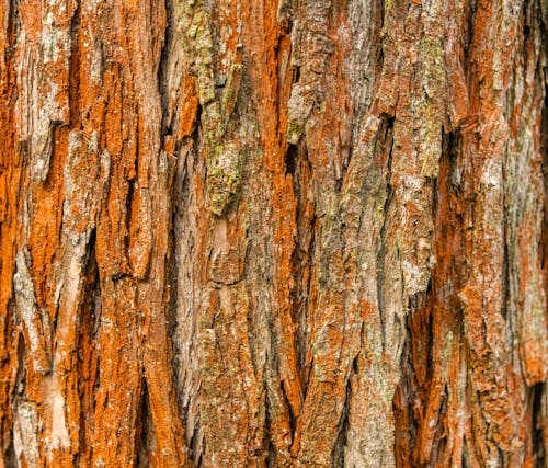 Foto d'estoc gratuïta de fusta, natura, primer pla