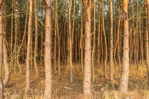 Free A peaceful view of a dense pine tree forest captured at sunset. Stock Photo