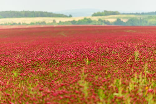 Photo of Red Flower Field