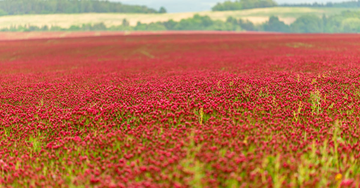 Les engrais verts : améliorer la santé du sol naturellement