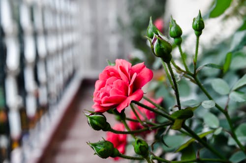 Gratis lagerfoto af røde roser