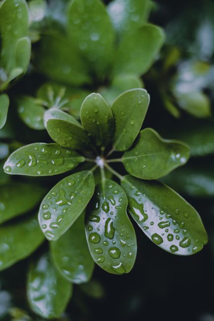 A close-up of fresh green leaves covered in dew, showcasing the essence of natural beauty.