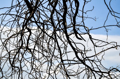 Free stock photo of branches